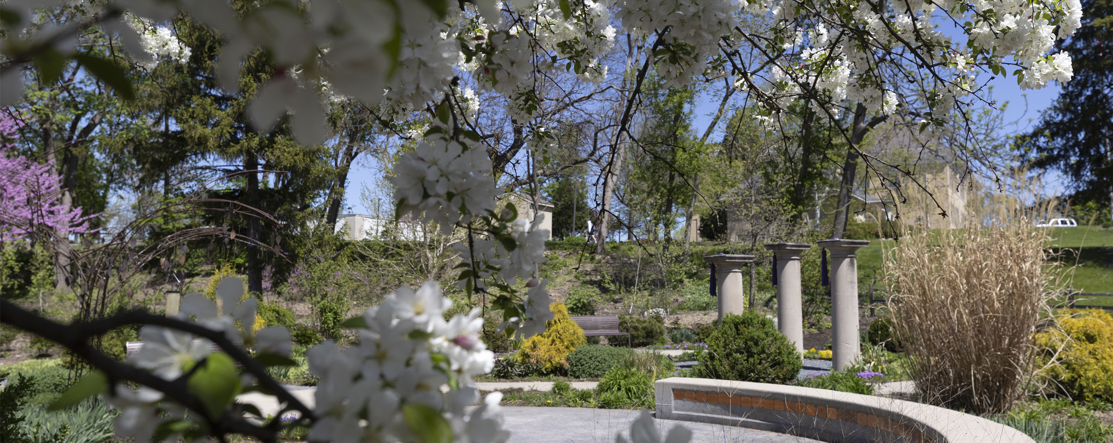 Tree with white flowers in campus garden.
