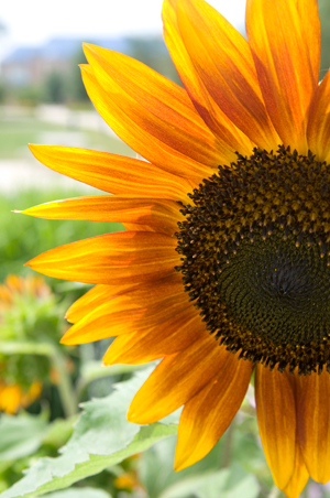 sunflower