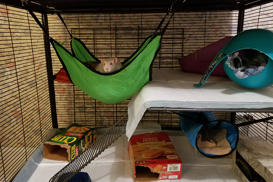 White rat chills in a hammock.