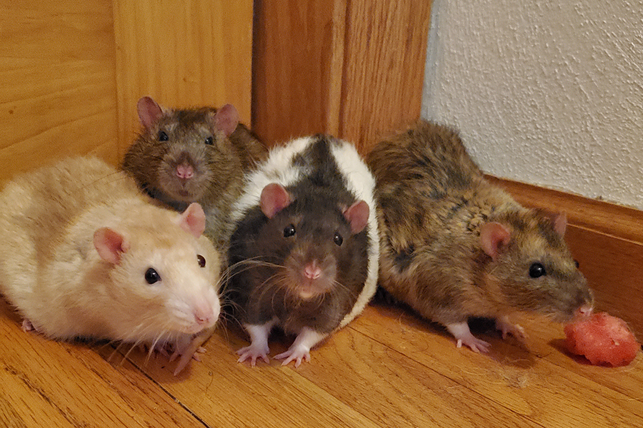 Rats find a new home.