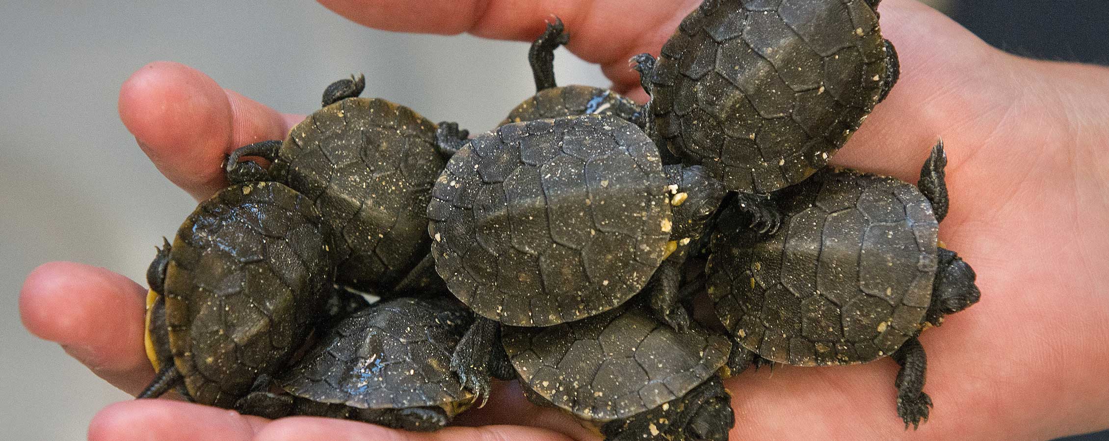 Small turtles held in a hand.