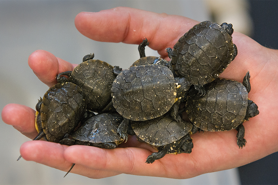 Small turtles in the palm of a hand.