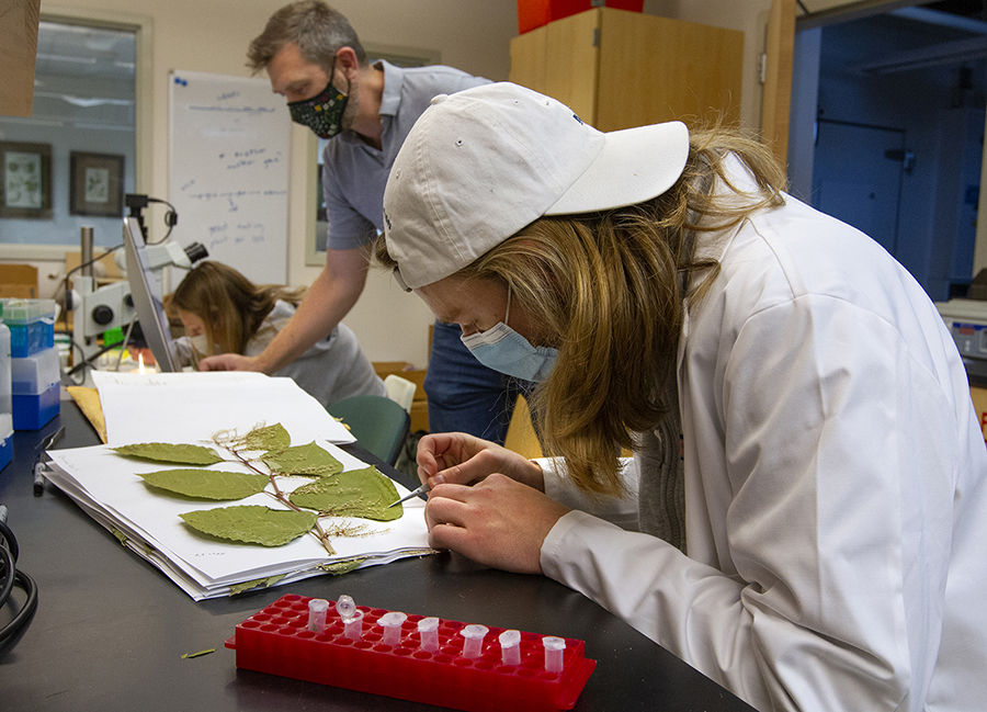 Student Colin Topol works at a table with the leaf from a Japanese knotweed plant.