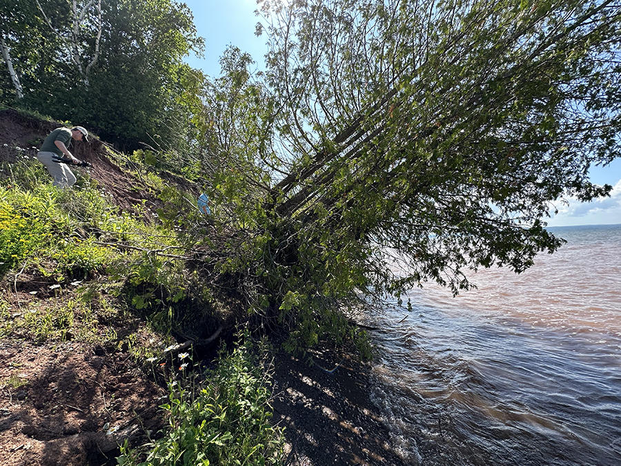 A tree grows sideways on the bank.