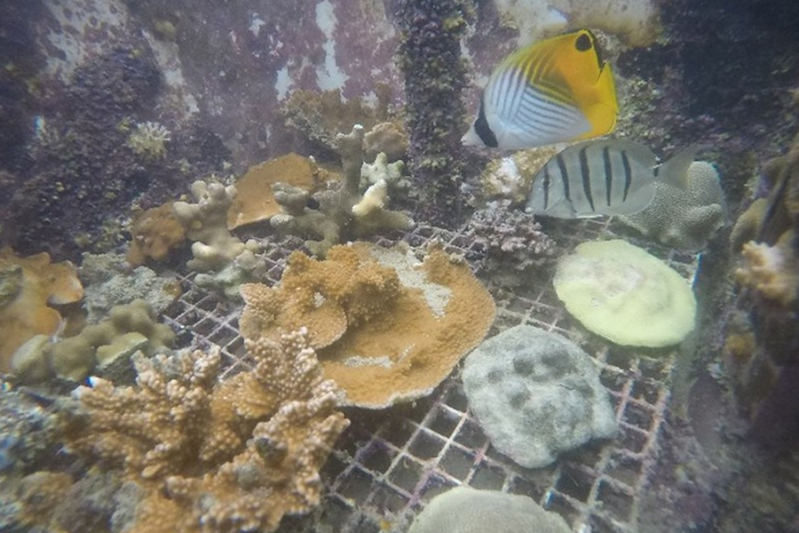 Coral and a yellow and blue fish.