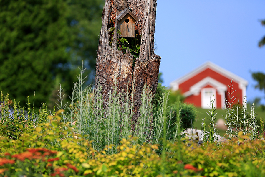 Photo of a tree with a birdhouse in it and the little red schoolhouse in the background.