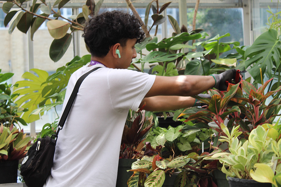 A boy trimming plants in a greenhouse while listening to headphones