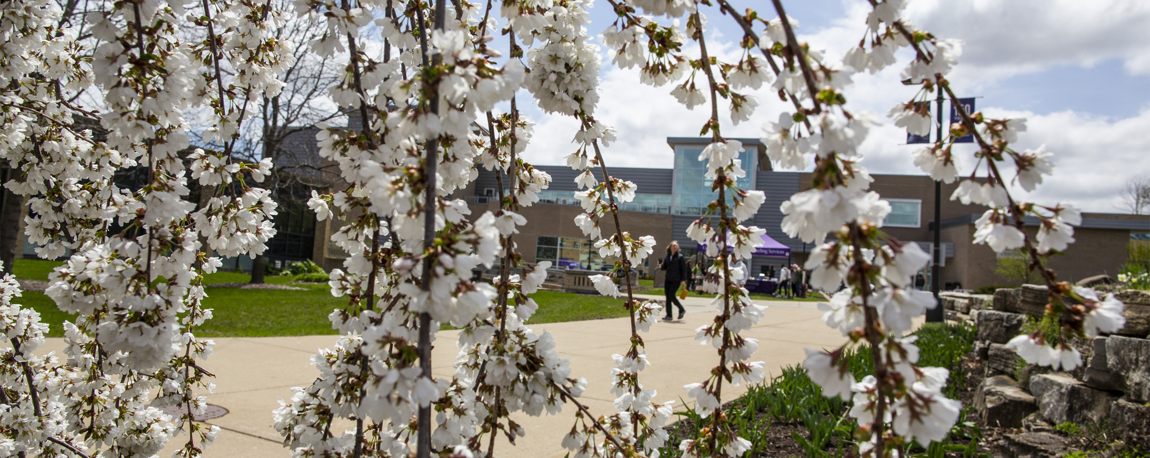 A flowering tree with white blooms in front of the University Center.