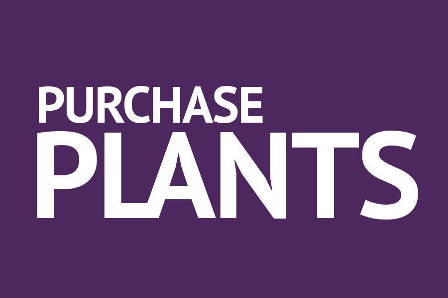 Purchase Plants