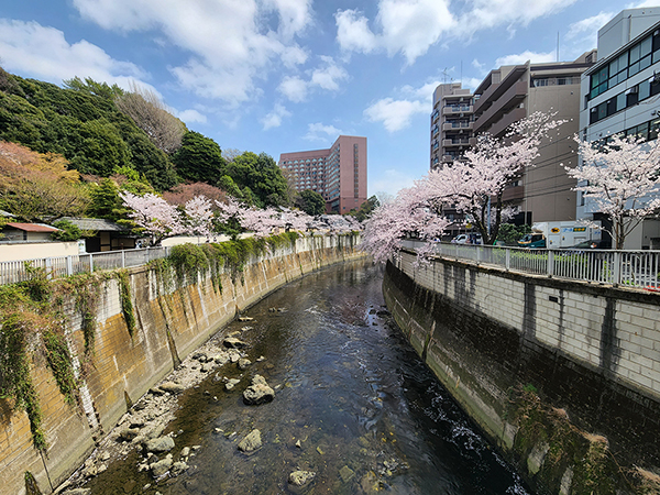 Cherry Blossoms on the Canal