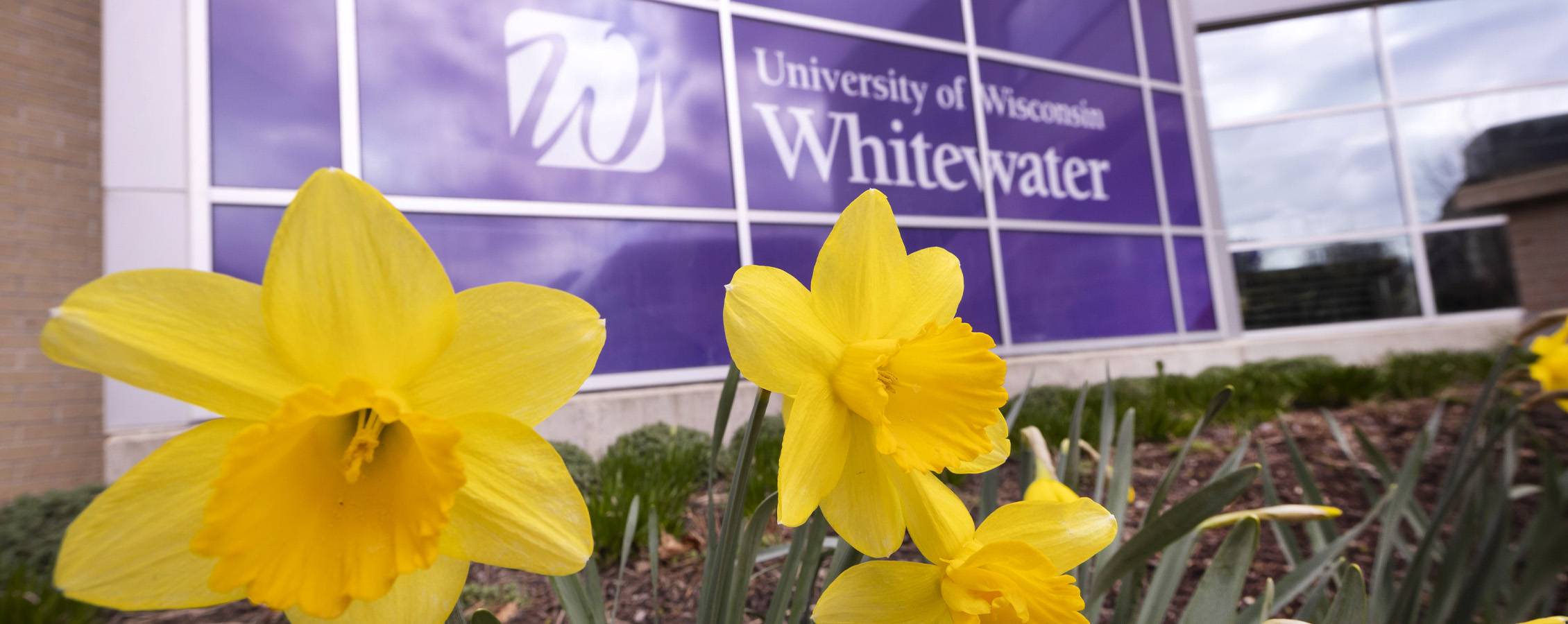 Yellow daffodils bloom in front of a UW-Whitewater sign.
